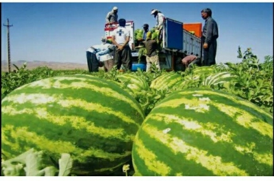 هندوانه میناب زینت بخش شب یلدای ایرانیان؛ شهرستان میناب قطب تولید هندوانه خارج از فصل