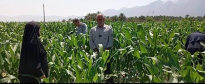 پایش مستمر مزارع ذرت در شهرستان حاجی‌آباد
